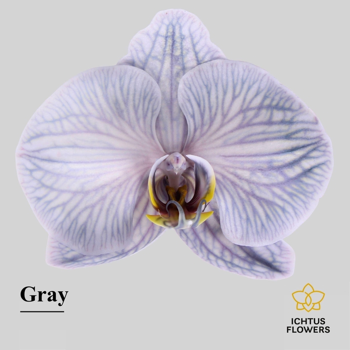 <h4>Phalaenopsis</h4>