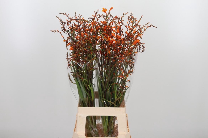 <h4>Crocosmia Mckenzie</h4>