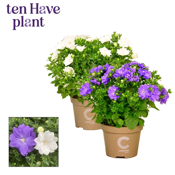 Campanula Dublin Mix