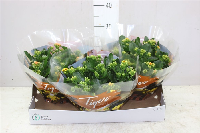<h4>Kalanchoe Bl Tiger Gemengd</h4>