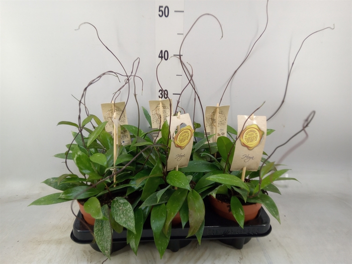 <h4>Hoya carnosa</h4>