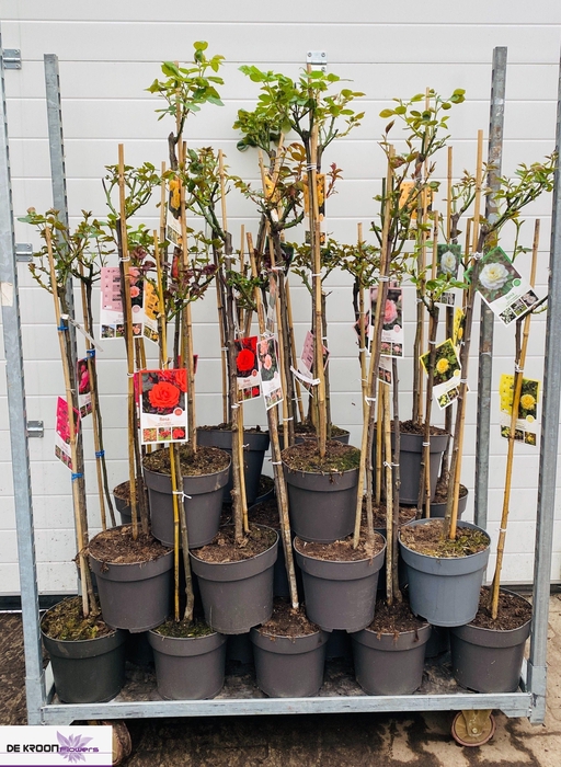 <h4>Rosa St Ov Mixkar</h4>