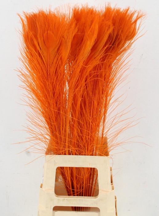 <h4>PAUWENVEREN H%</h4>