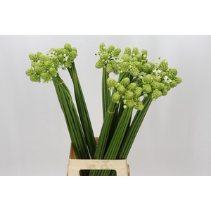 Ornithogalum Saundersiae