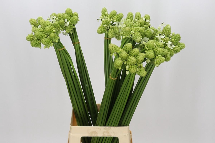 <h4>Ornithogalum Saundersiae</h4>