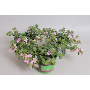 Bacopa Compact Rose
