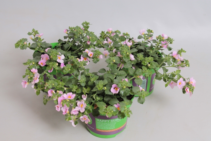 <h4>Bacopa Compact Rose</h4>