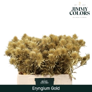 Eryngium (distel) L60 Goud + Glitter