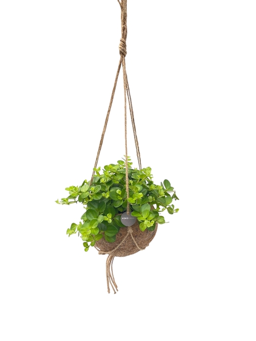 <h4>Opm Kokodama Hanging Plant Mix</h4>