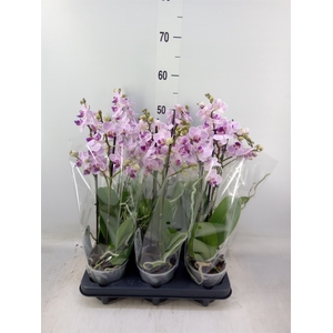 Phalaenopsis multi.   ...rose