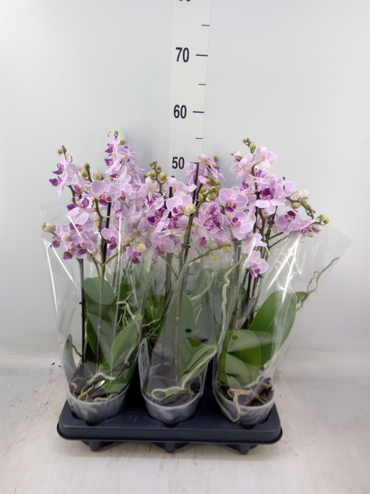 <h4>Phalaenopsis multi.   ...rose</h4>