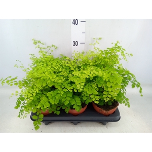 Adiantum raddi. 'Fragrans'