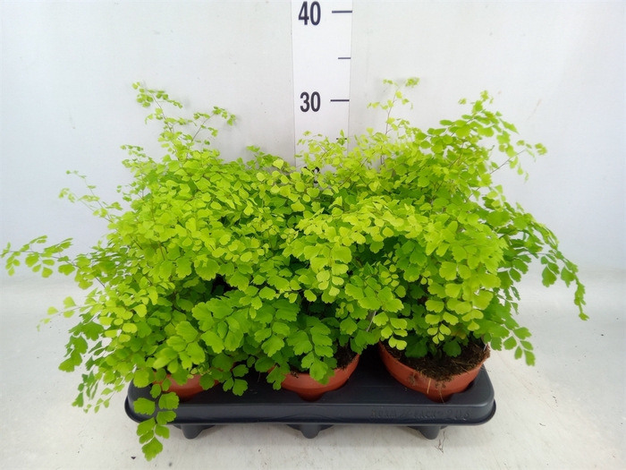 <h4>Adiantum raddi. 'Fragrans'</h4>