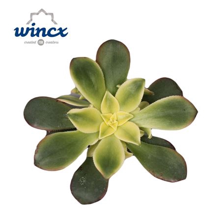 <h4>Aeonium Kiwi Cutflower Wincx-8cm</h4>