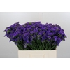 Limonium Navy Sun Birds