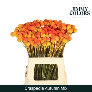 Craspedia L60 Autumn mix