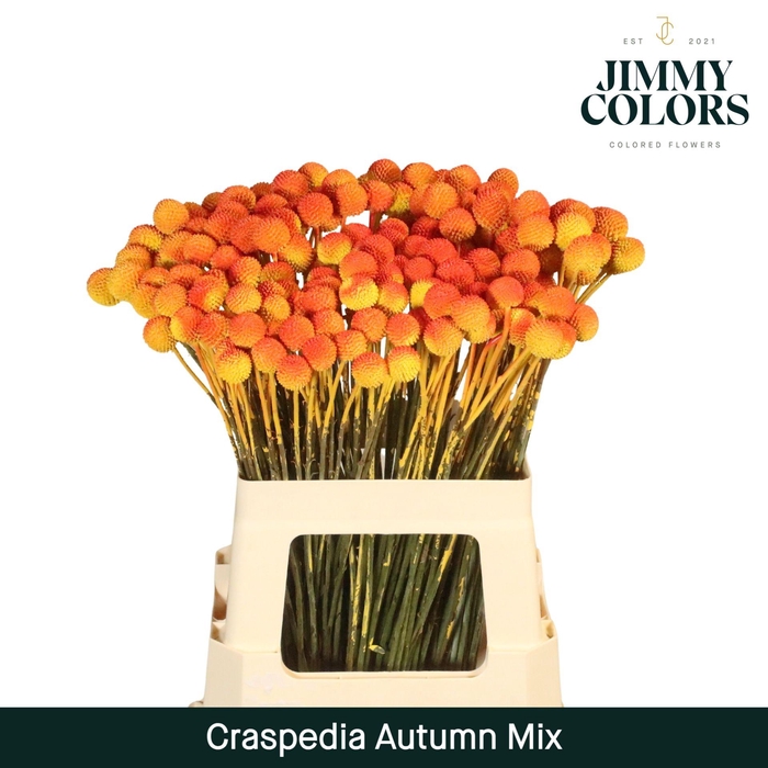 <h4>Craspedia L60 Autumn mix</h4>