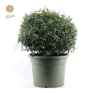 Osmanthus x Burkwoodii Ball Ø55cm P40