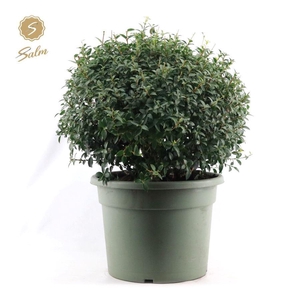 Osmanthus x Burkwoodii Ball Ø55cm P40