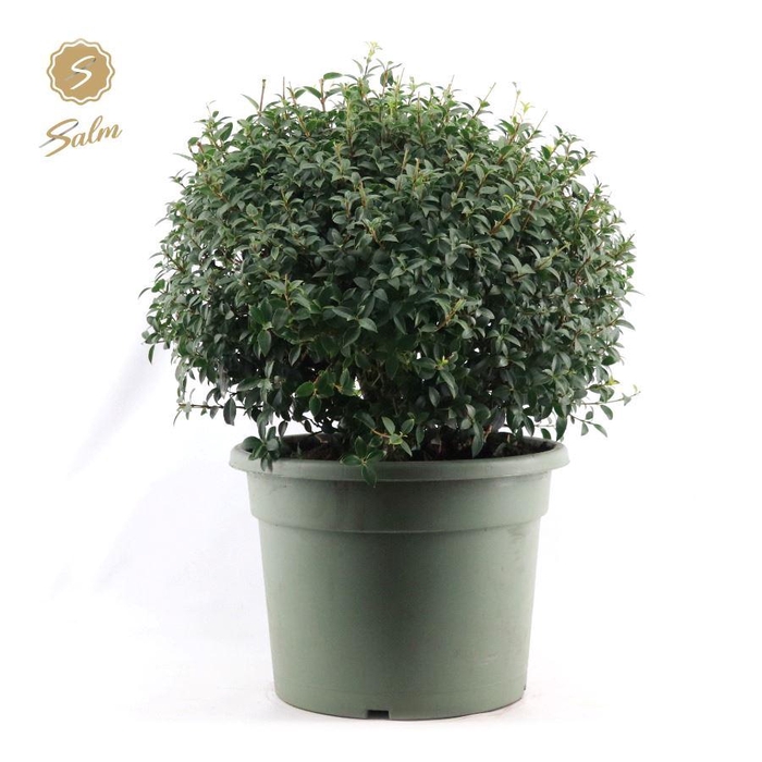 <h4>Osmanthus x Burkwoodii Ball Ø55cm P40</h4>