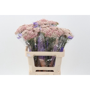 Ozothamnus Pink 50cm