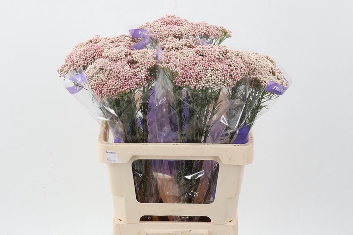 <h4>Ozothamnus Pink 60cm</h4>