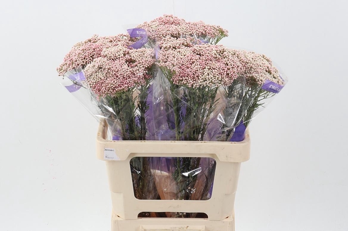 <h4>Ozothamnus Pink 50cm</h4>