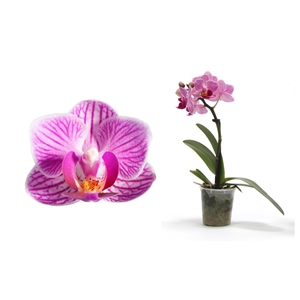 Phal Tiny Dolls Roze 1T7+ zonder Aqu@