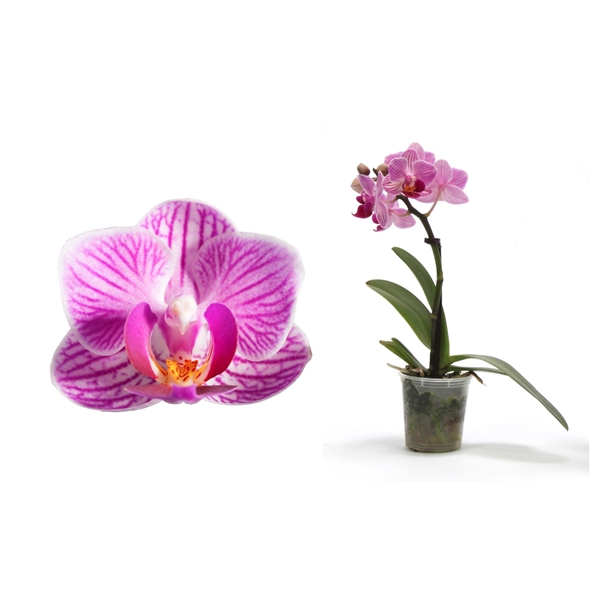 <h4>Phal Tiny Dolls Roze 1T7+ zonder Aqu@</h4>