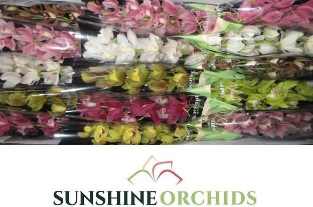 <h4>CYMB MI GEM</h4>