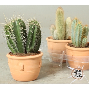 CACTUS OV