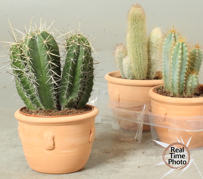 <h4>CACTUS OV</h4>