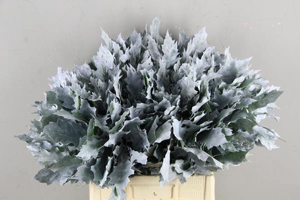 <h4>Quercus Frosted White</h4>