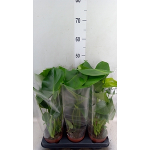 Monstera   ...
