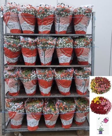 CHRYS GR MIXK