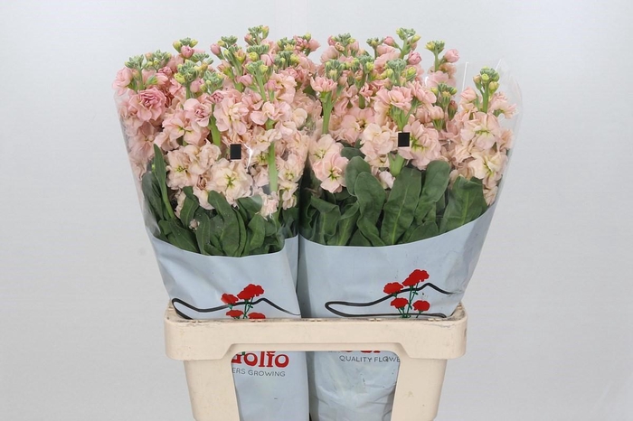 Matthiola Iron Apricot