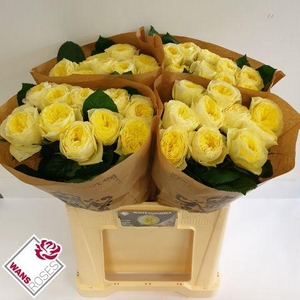 R GR WHITE VUVUZELA .