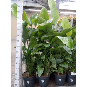 Strelitzia nicolai
