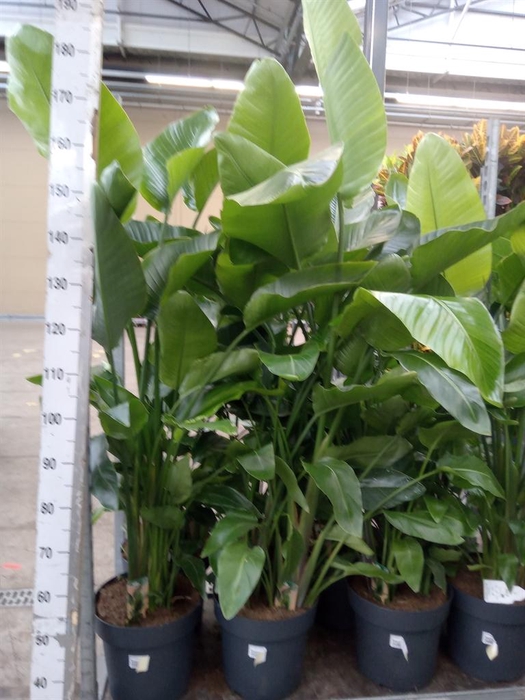 <h4>Strelitzia nicolai</h4>