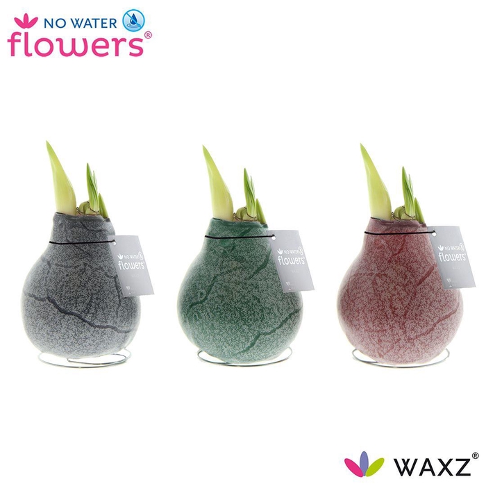 <h4>No Water Flowers Waxz® Marble</h4>