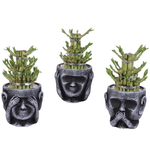 Lucky Bamboo Shape Round 3B in Ceramic pot Ø15cm