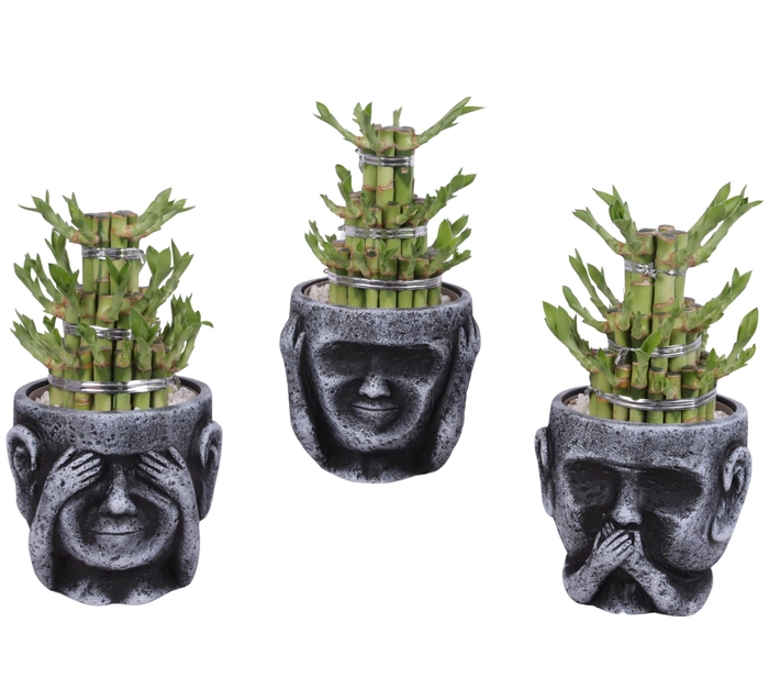 <h4>Lucky Bamboo Shape Round 3B in Ceramic pot Ø15cm</h4>
