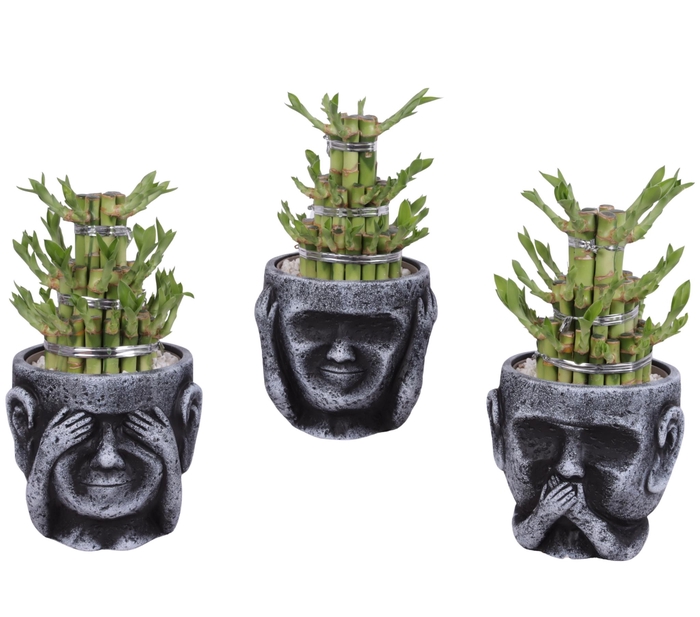 <h4>Lucky Bamboo Shape Round 3B in Ceramic pot Ø15cm</h4>