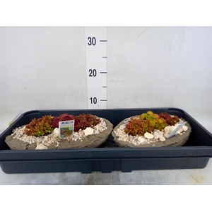 Arr.   Tuinplanten L%