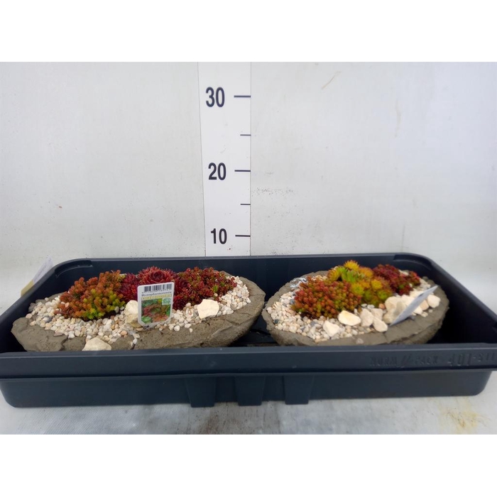 <h4>Arr.   Tuinplanten L%</h4>