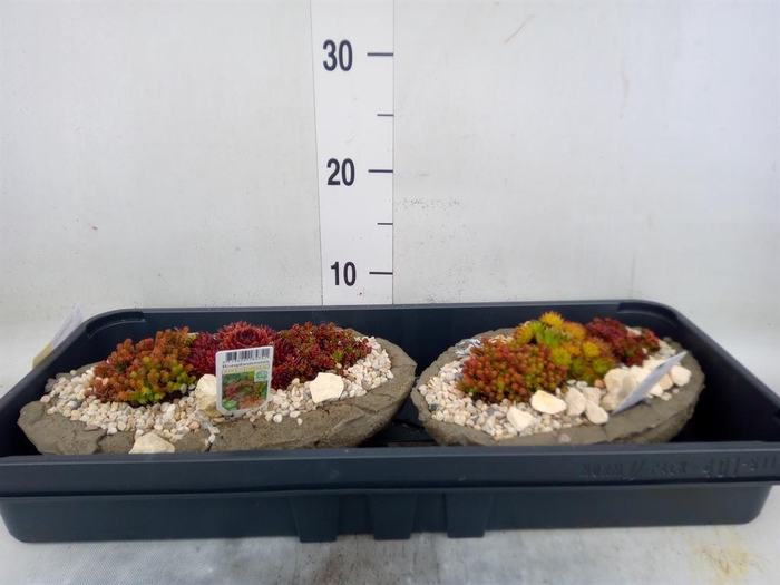 <h4>Arr.   Tuinplanten L%</h4>