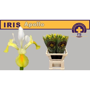 IRIS APOLLO