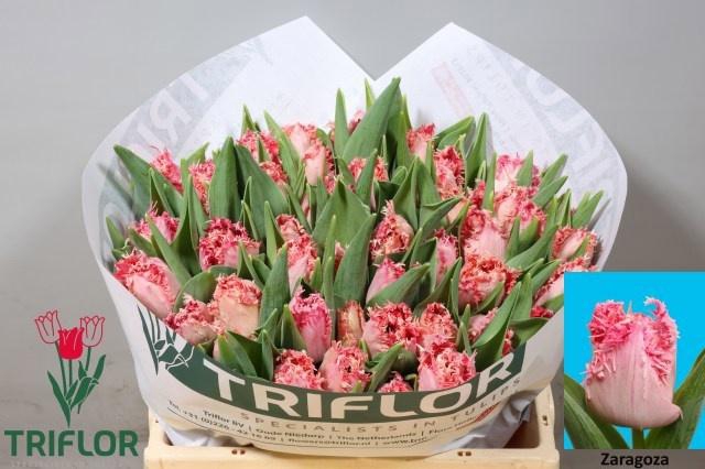 <h4>TU FR ZARAGOZA</h4>