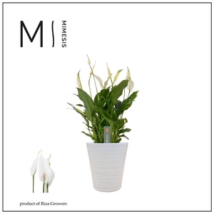 Spathiphyllum 'Bellini'