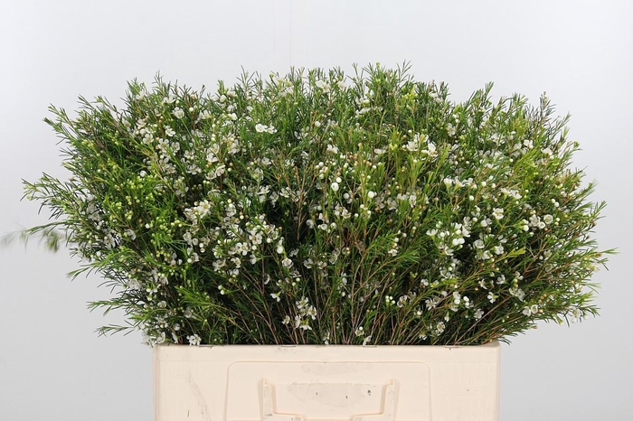 <h4>Chame Un Luna</h4>